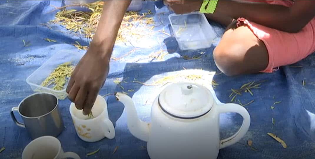 Gulbarn Tea
