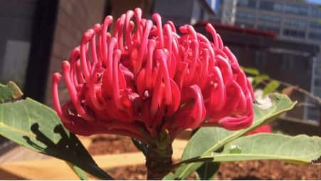 Telopea Speciosissima or Waratah.
