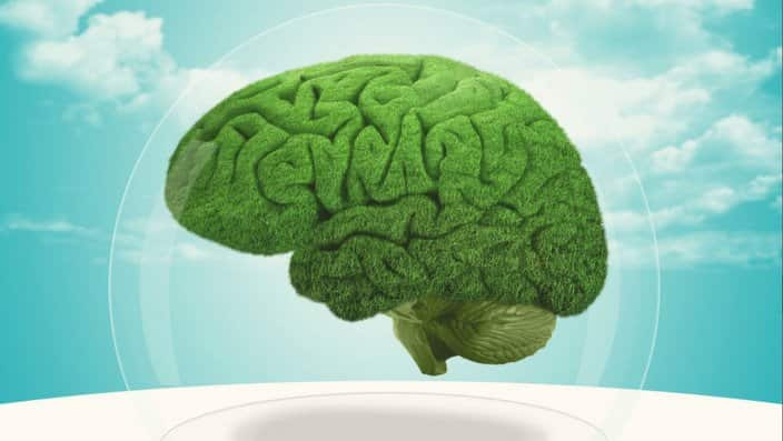 Brain