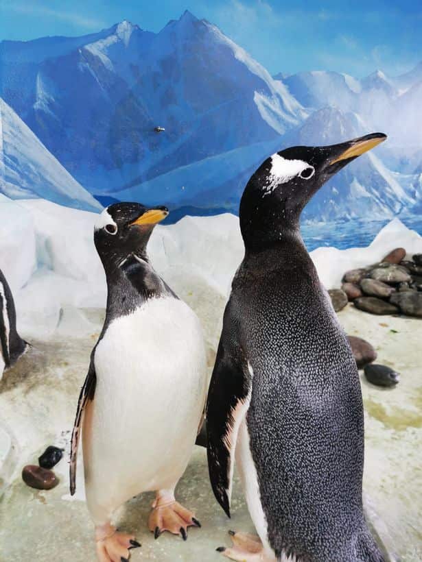 The Dingle Oceanworld Aquarium