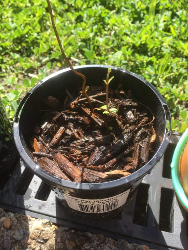 My mint plant. 