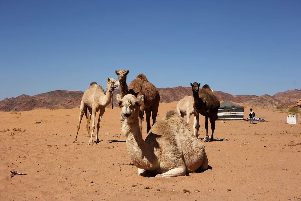 Meet the Jordanian camel racers using robot jockets