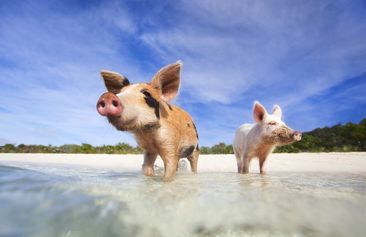 "Swimming pigs of Exumas"