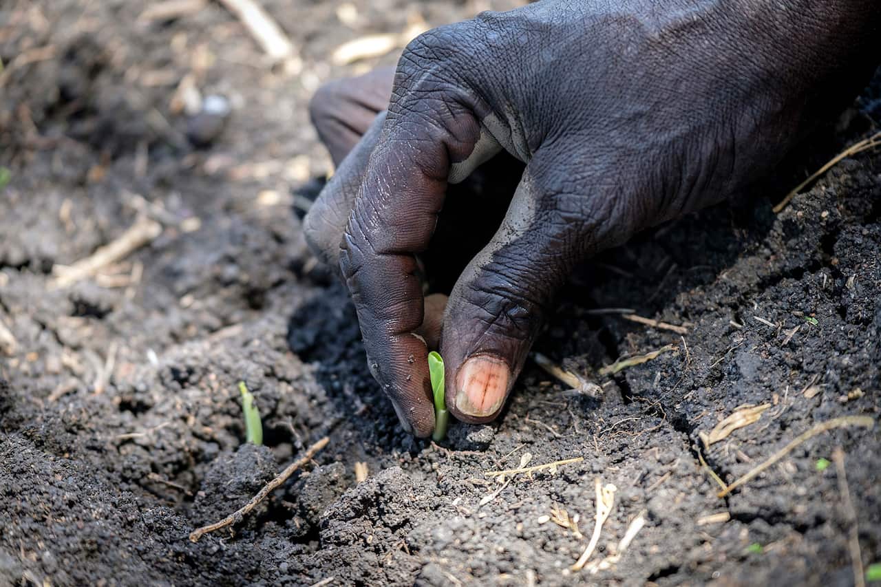 A South Sudanese refugee shows off a sprout of maze planted at Nymanzi refugee settlement in Northern Uganda. 