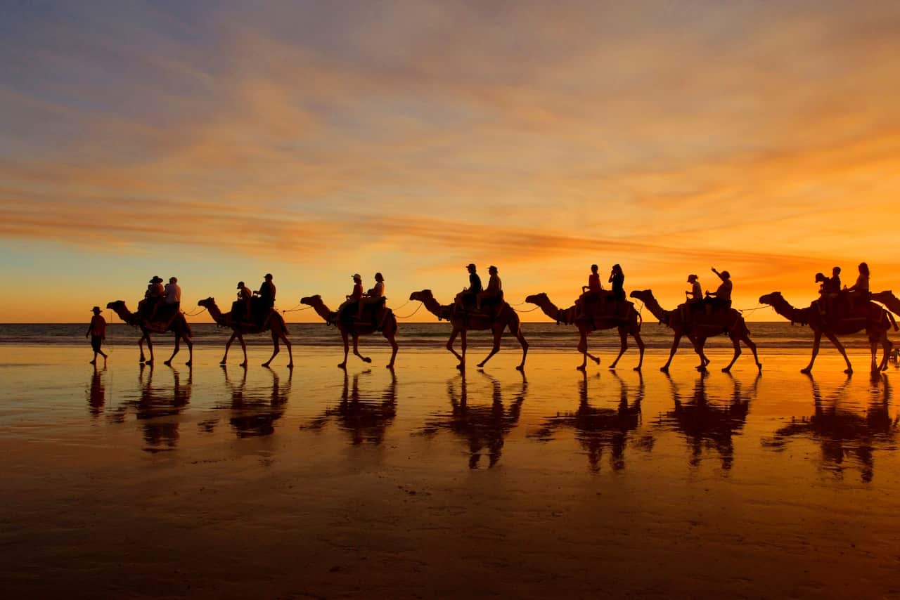 cable beach camels