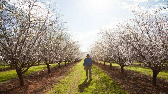 Almond Blossom Melbourne