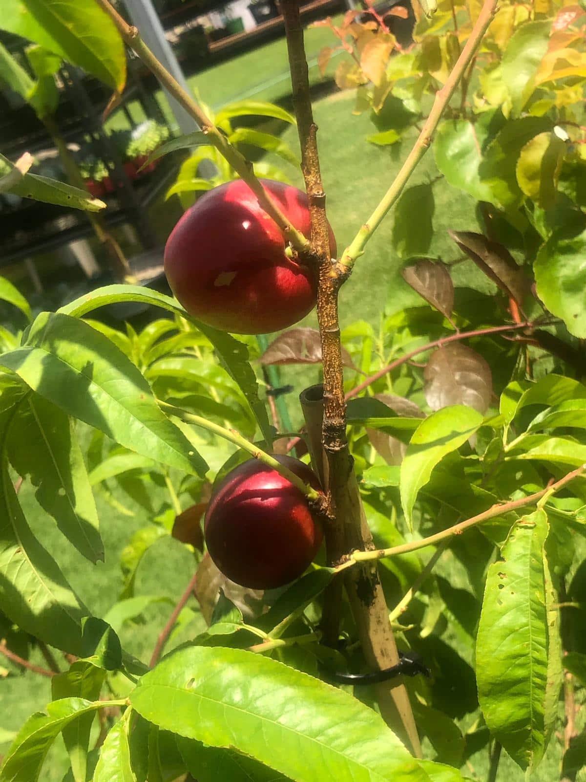 types of fruit on a single tree