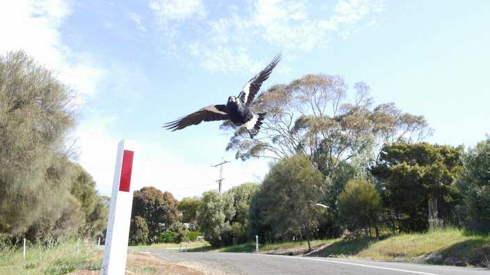Swooping magpie