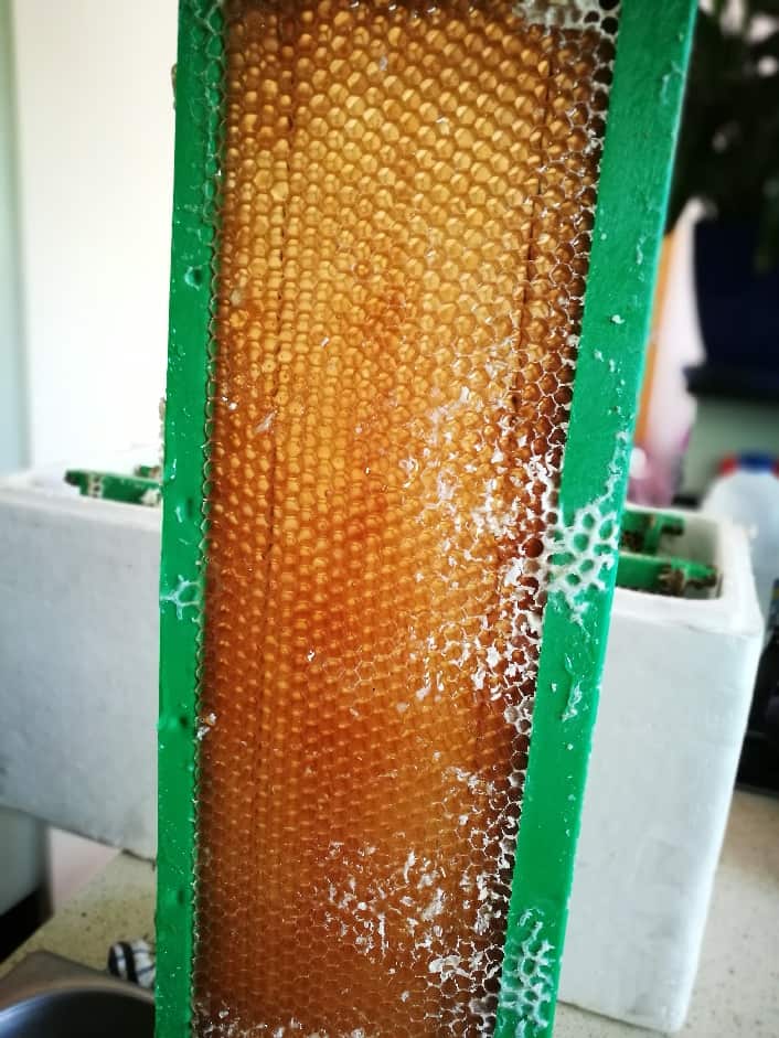beekeeper