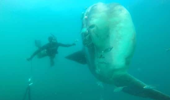 Giant mysterious creatures spotted off Bondi Beach