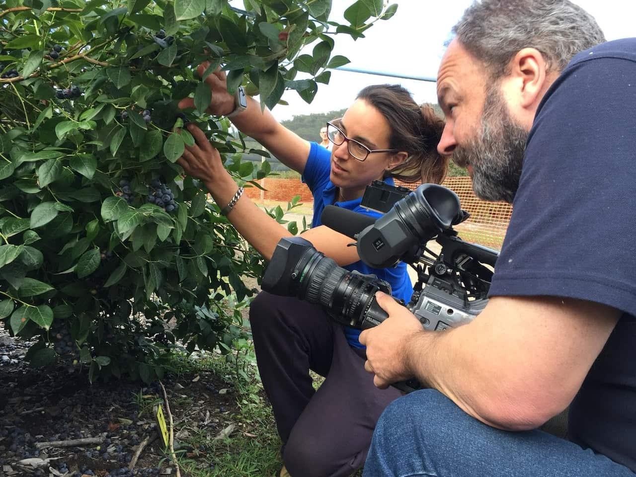 Growing blueberry plants