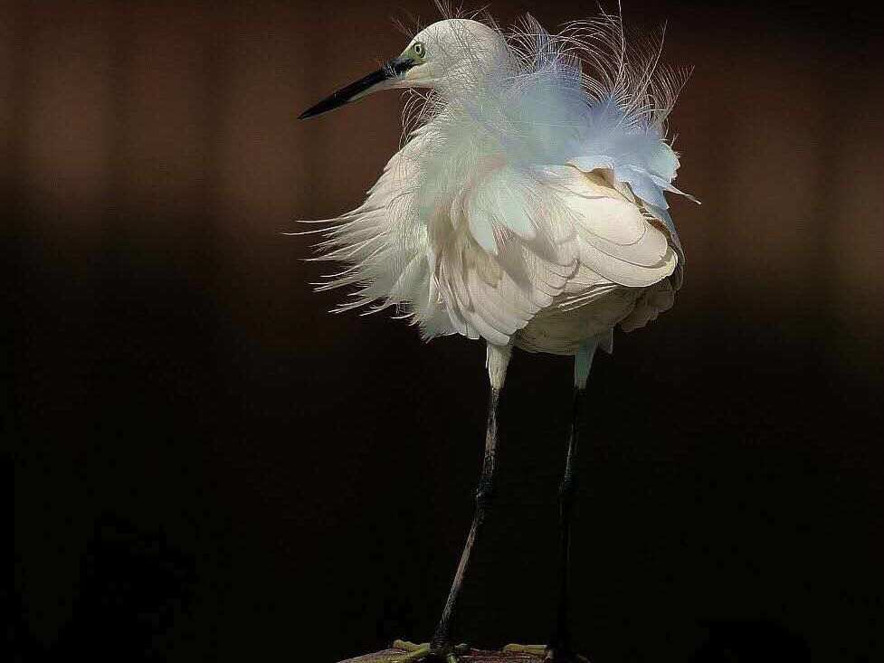 Mr.Feng and his paintings, photographs