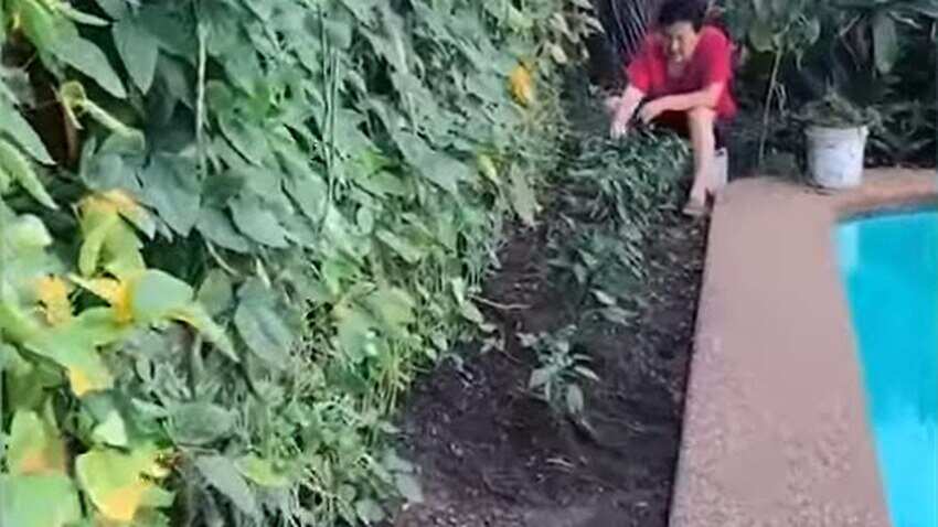 中國大媽到澳洲，瞬間鏟平澳洲女婿的後園，改種辣椒和蔬菜。