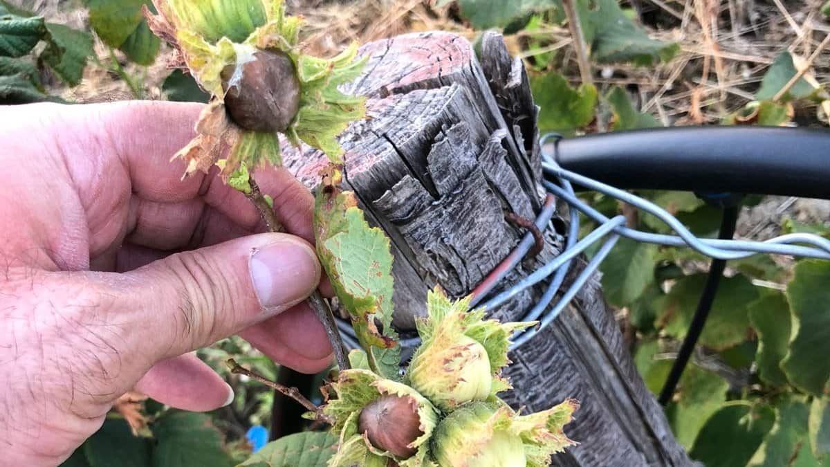 Courtesy of Rocco Perna