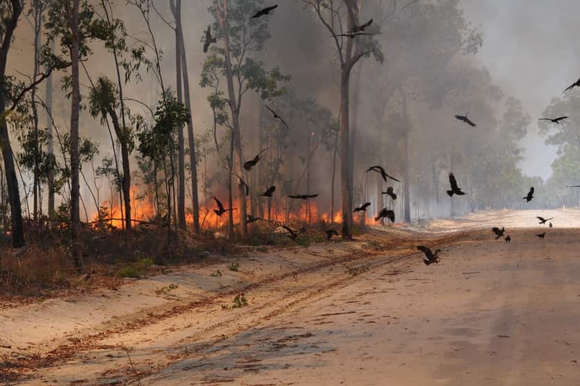 fire hawkes hovering around fire