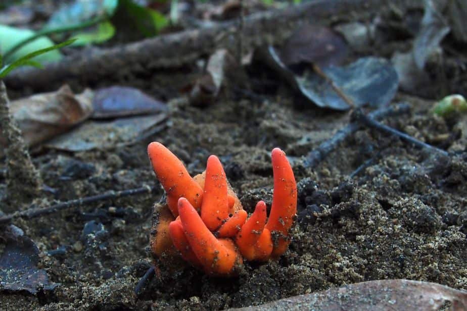 A local photographer snapped the mystery fungus in suburban Cairns earlier this year. 