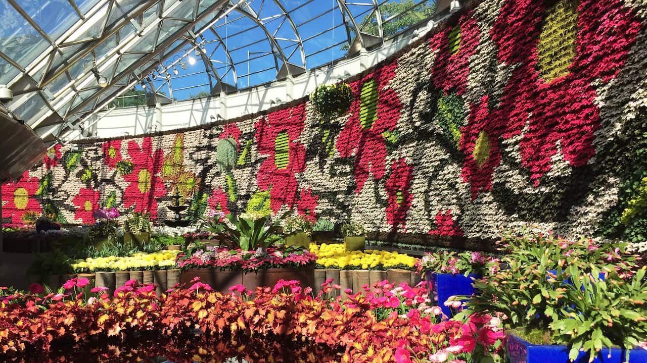 All About Flowers is a free floral display designed to bring colour into winter at The Calyx.