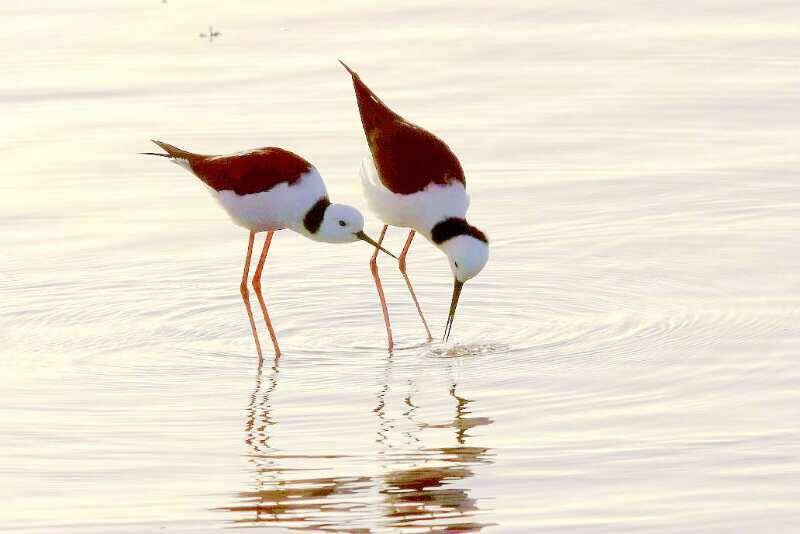 Mr.Feng and his paintings, photographs