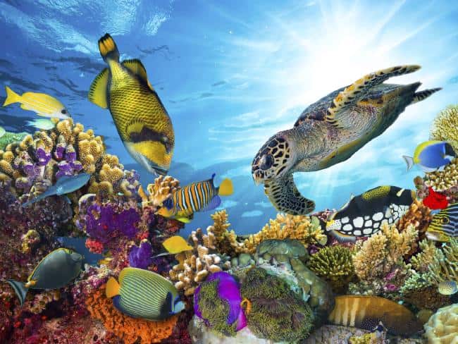 The Great Barrier Reef is famous for its colourful fish and coral