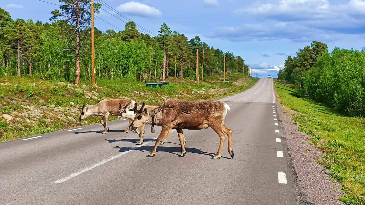 Deer crossing road, Sweden