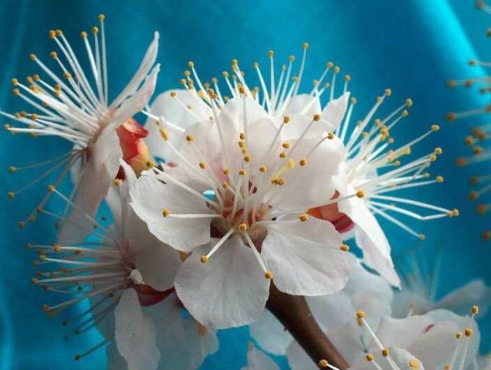 Macedonian Photography