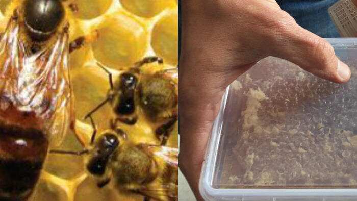Home produced honey