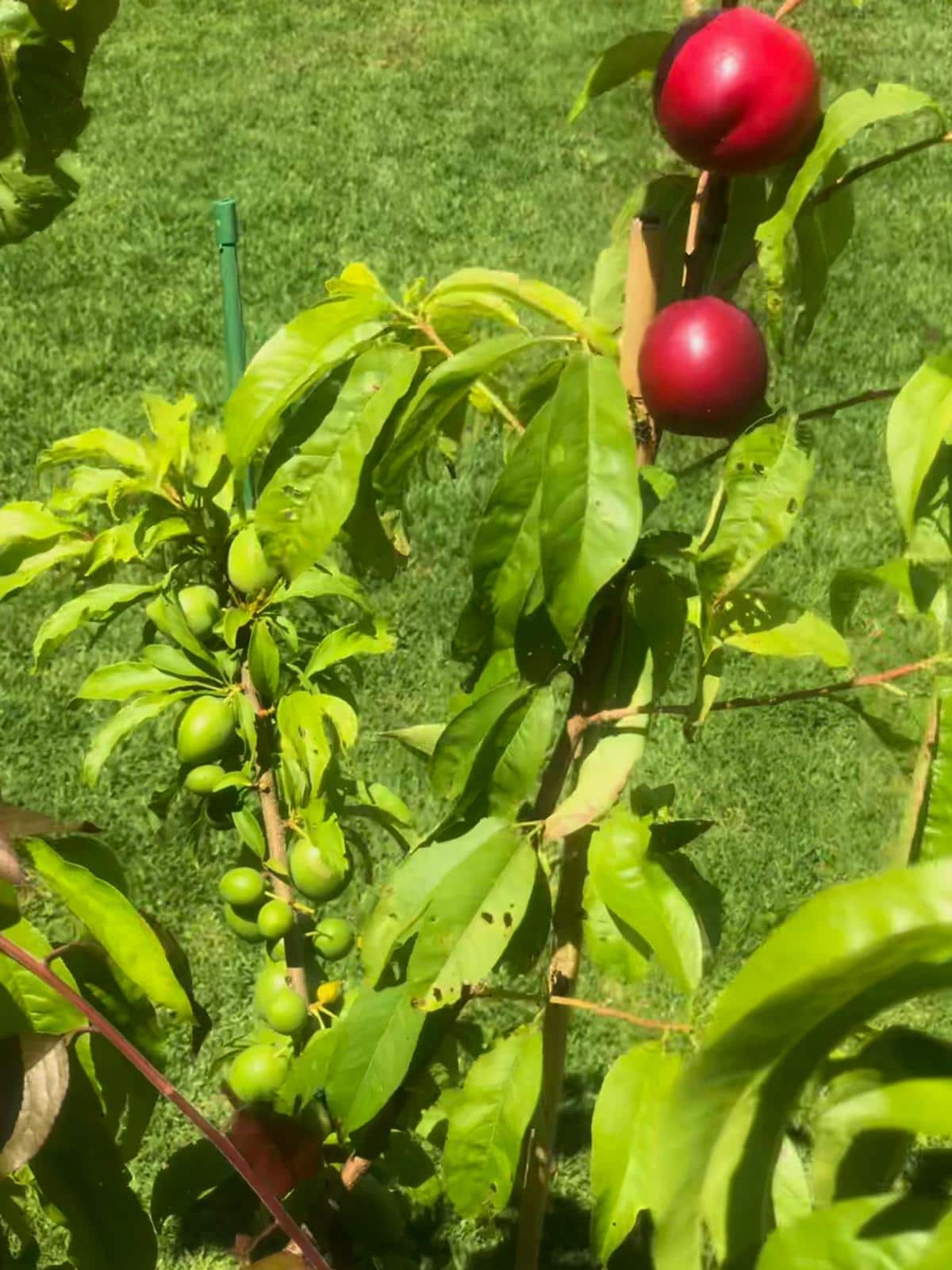 types of fruit on a single tree