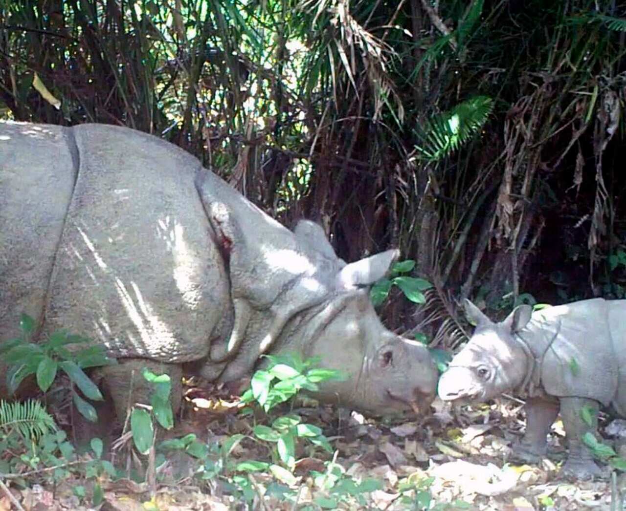 A Javan Rhino and its calf in Ujung Kulon national park.