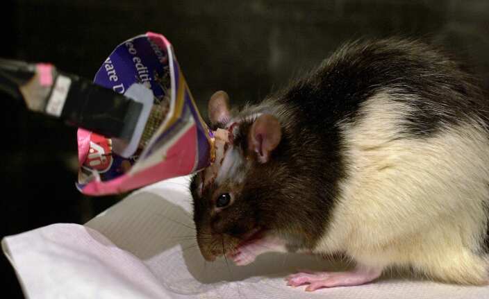 Mouse