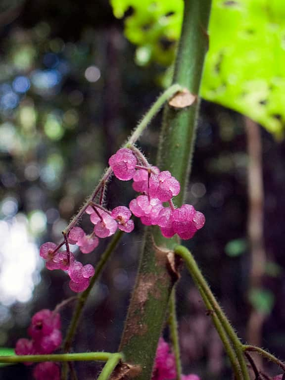 So sehen die Blüten der Dendrocnide moroides aus