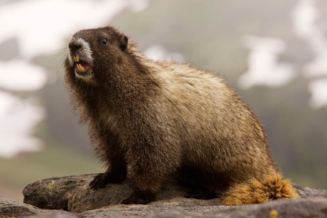Hoary marmot on Mount Rainier (Marmota caligata) (AAP/Mary Evans/Ardea/Bob Gibbons) | NO ARCHIVING, EDITORIAL USE ONLY