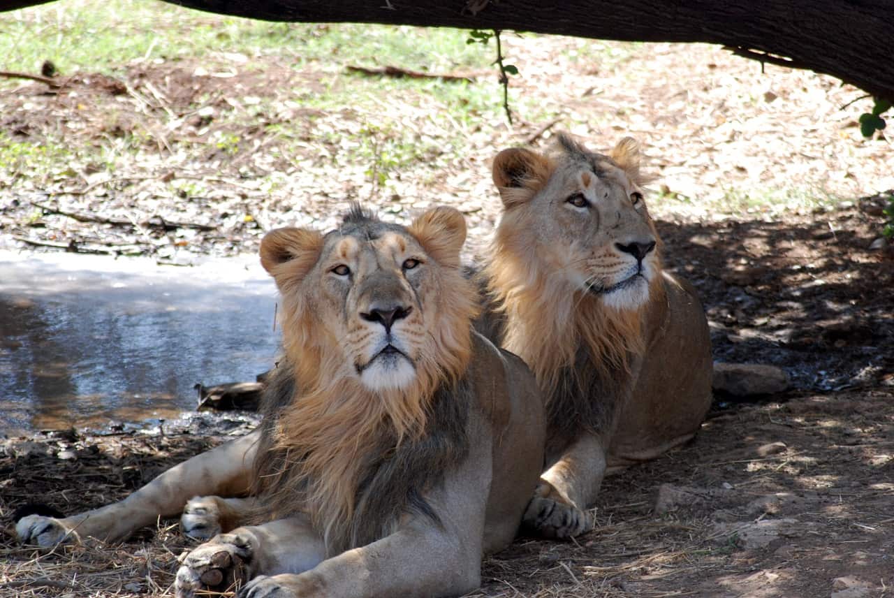 Asiatic lion