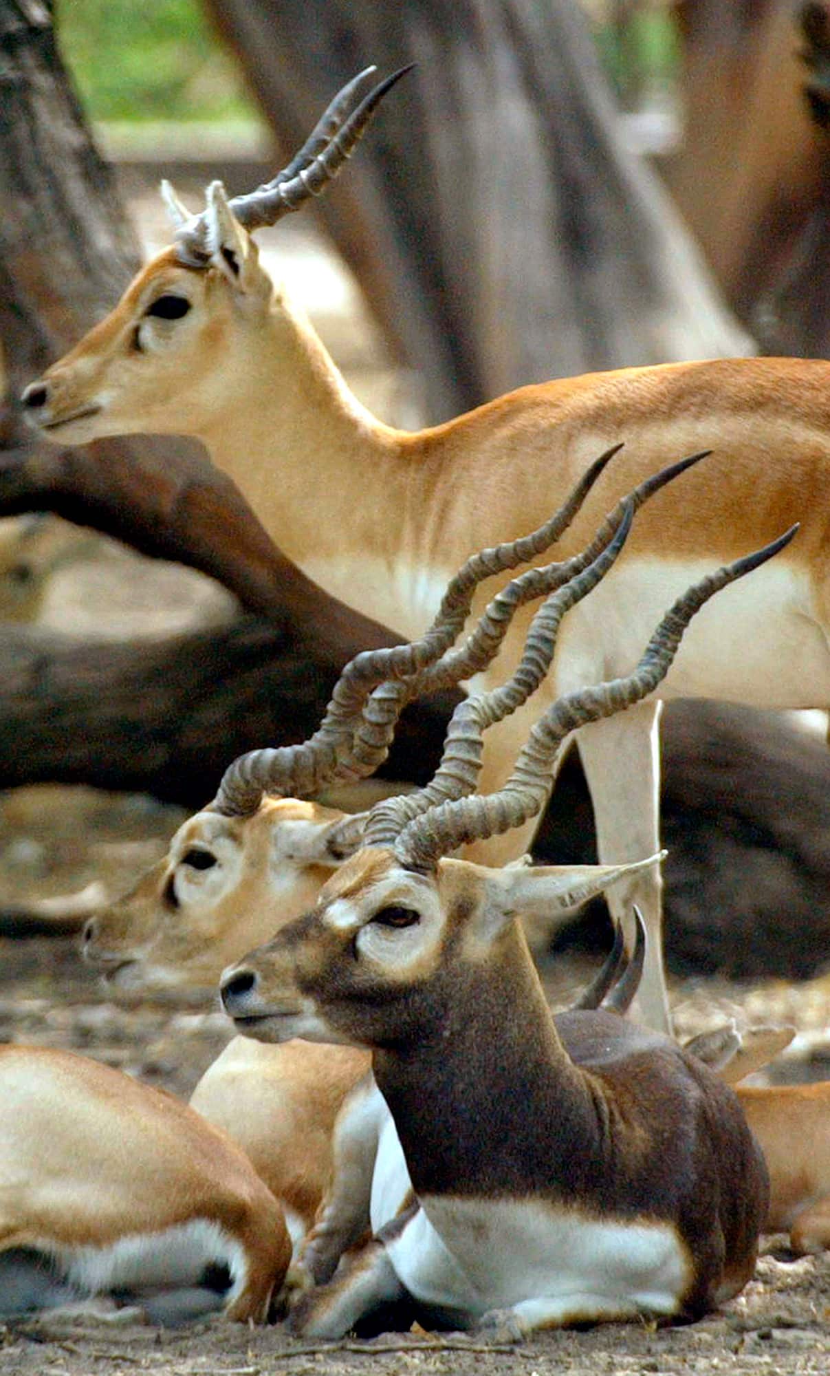 A June 18, 2005 file photo of Black Buck antelopes resting in the shade at the zoo in New Delhi, India.
