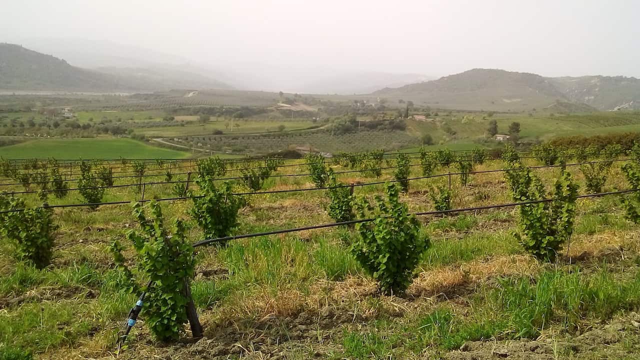 Courtesy of Rocco Perna