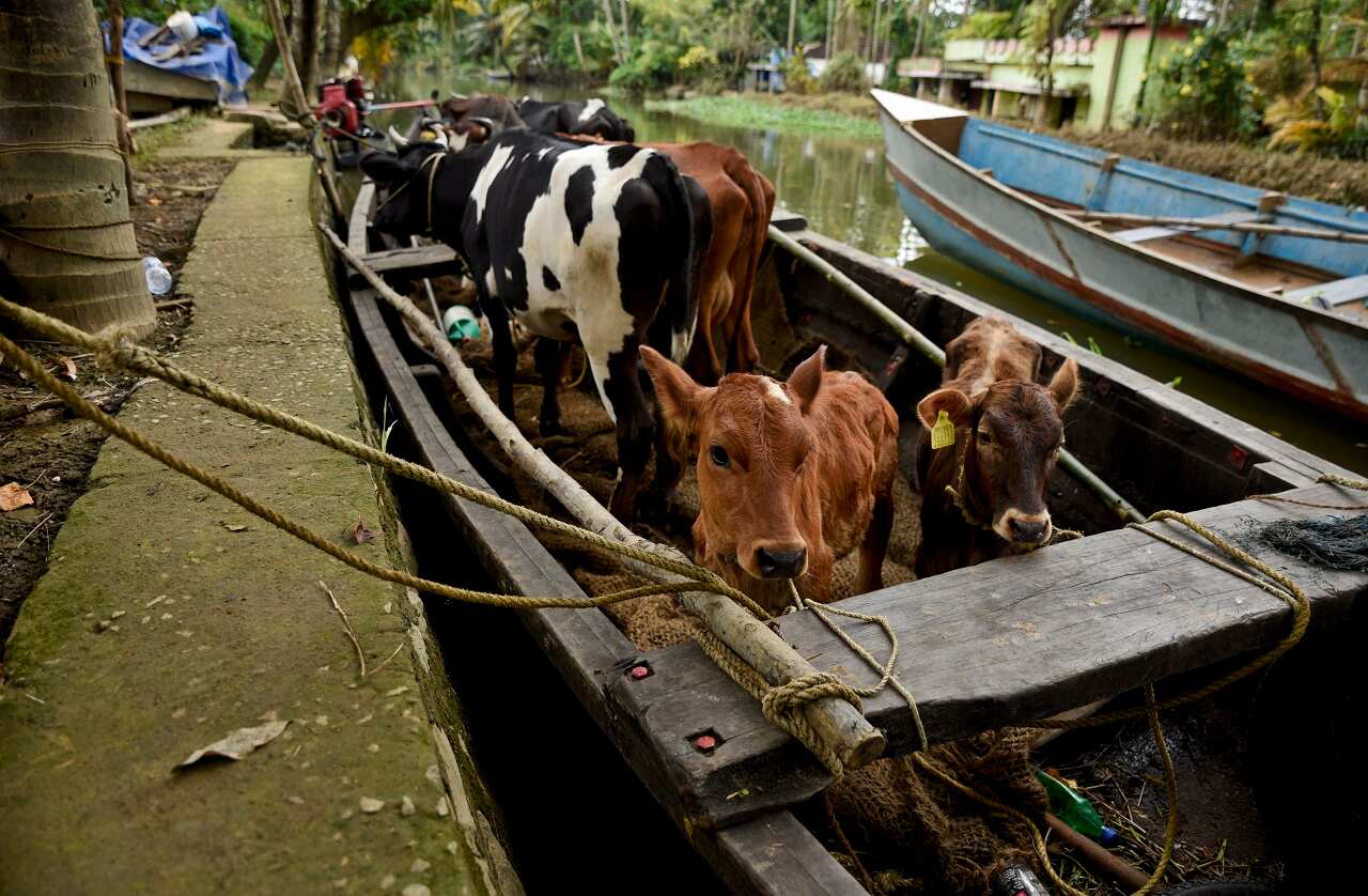 Kerala cows