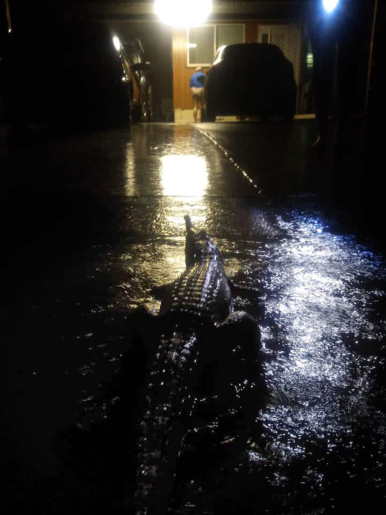 A crocodile in front of a Mundingburra residence during flooding in Townsville.