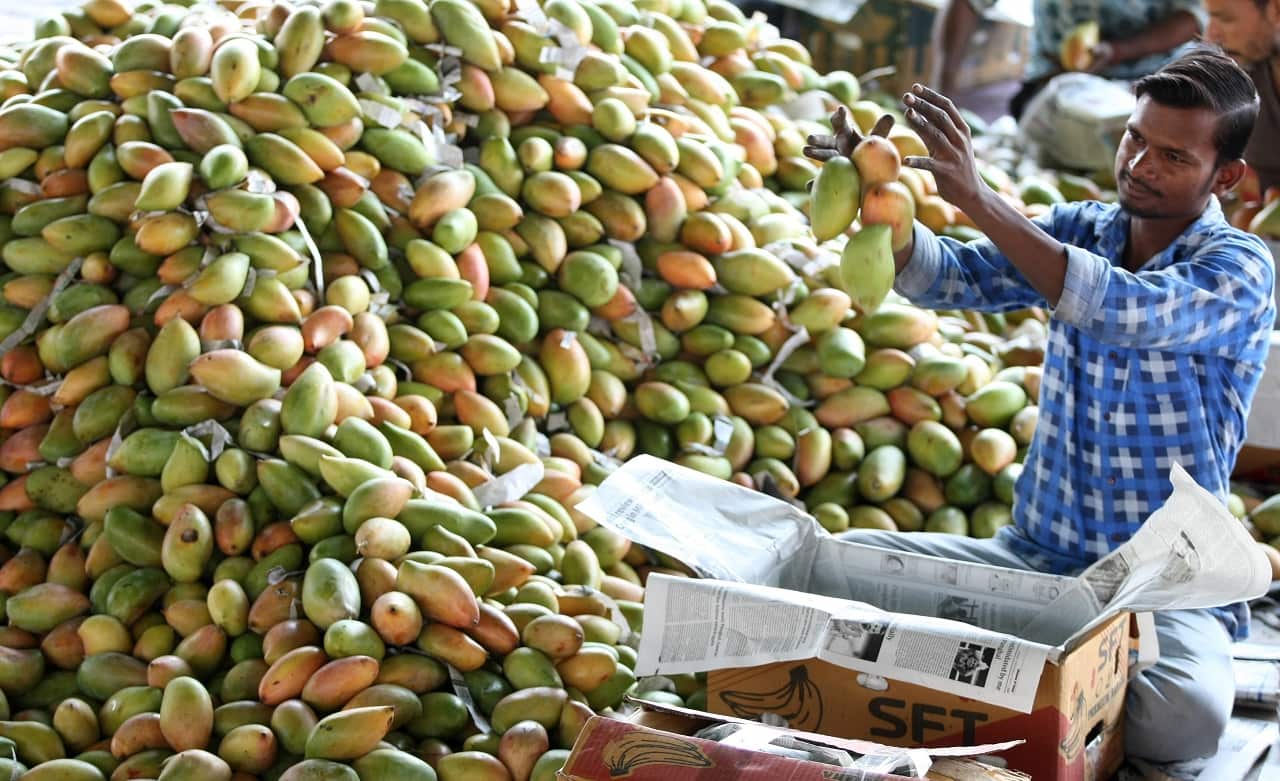 Indian mangoes, Jammu, India.