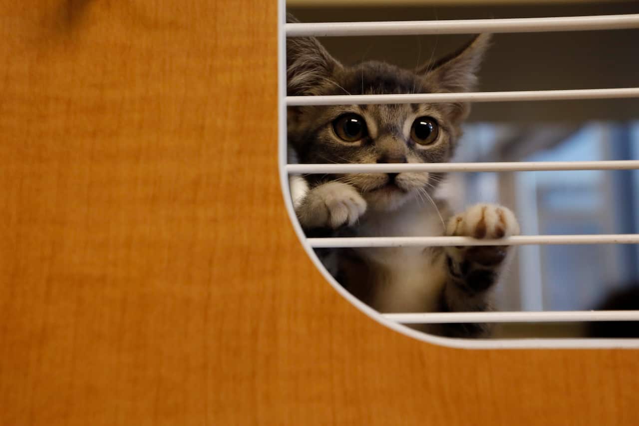 A kitten is seen in LifeLine Animal Project's DeKalb County Animal Services shelter in