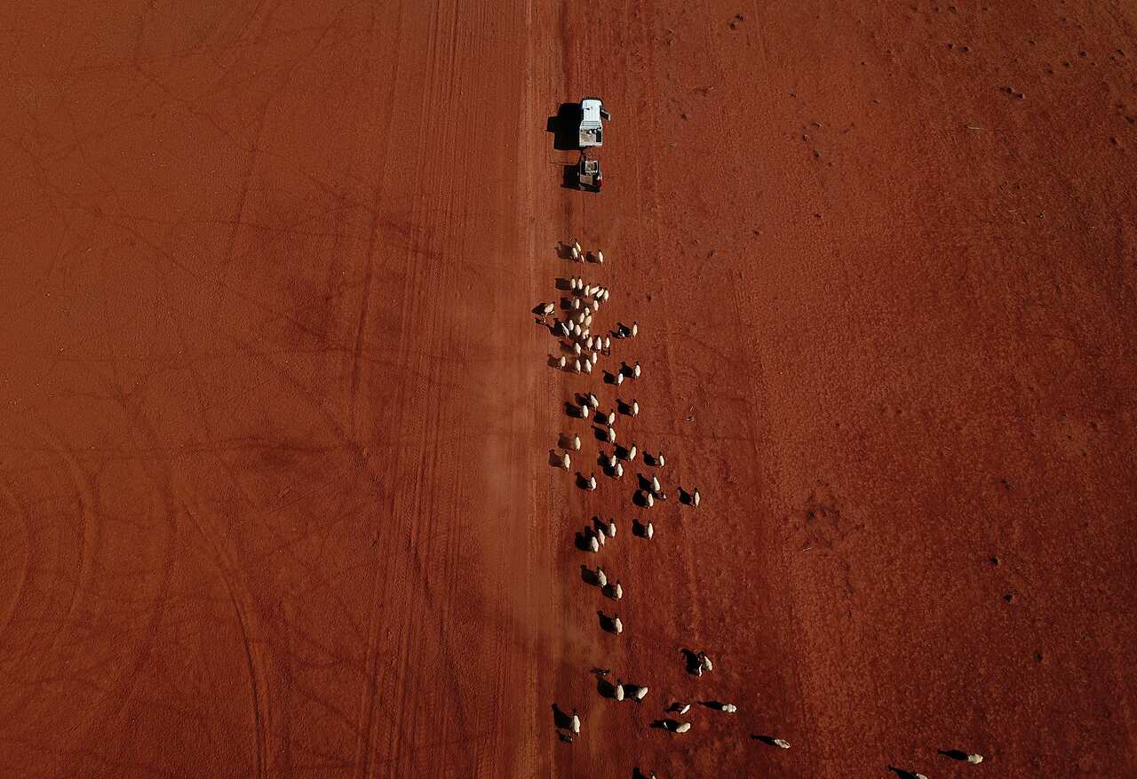 An aerial image of sheep as they follow a ute delivering cotton seed on a drought affected property near Bollon in southwest Queensland