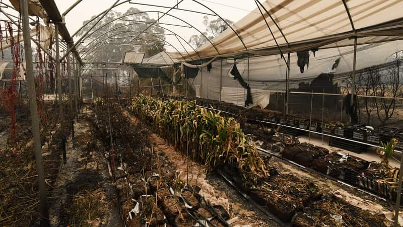 General view of the fire devastated Wildflower farm owned by Paul and Melissa Churchman in Sarsfield, Victoria.