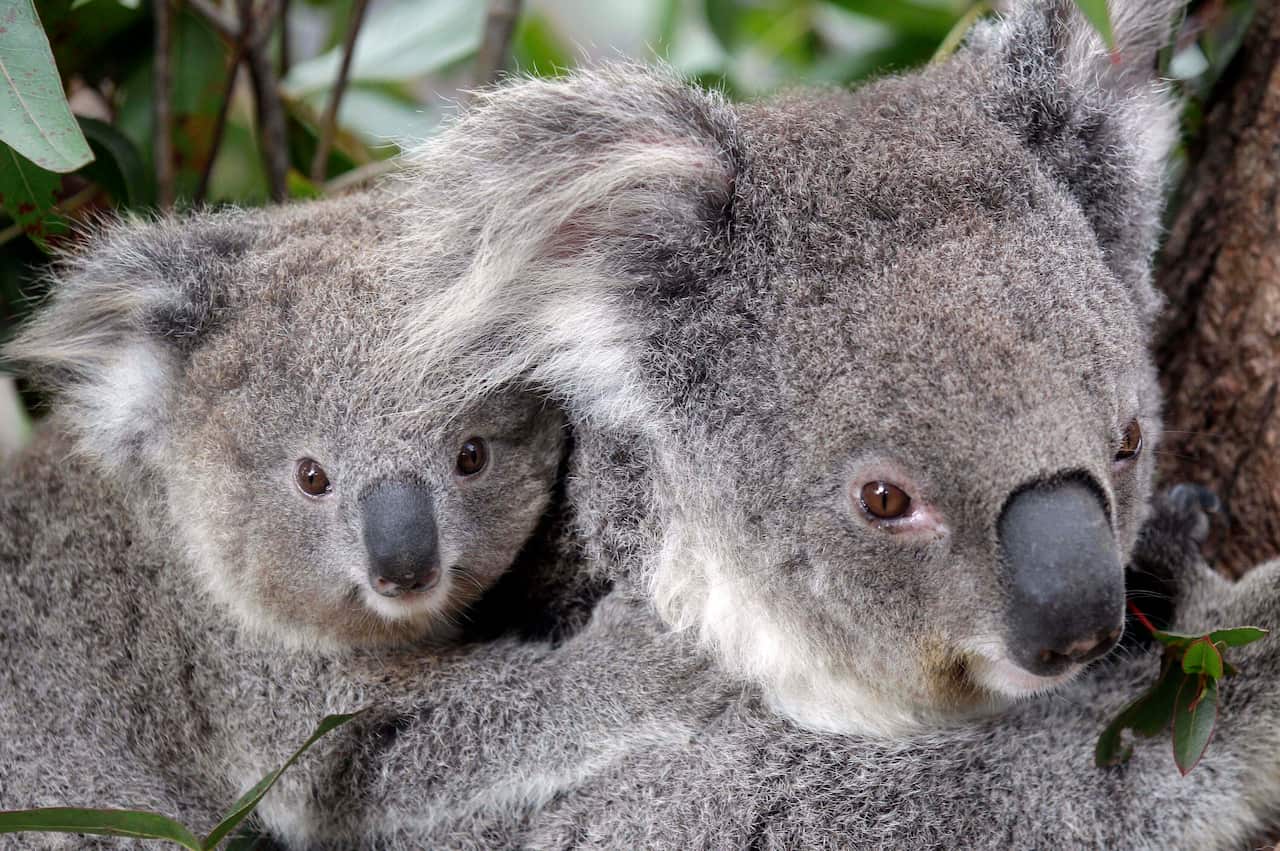 koala