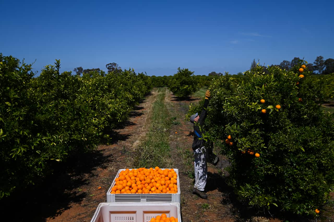 Fruit picker Wayne Smith harvests oranges on a farm near Leeton, NSW.