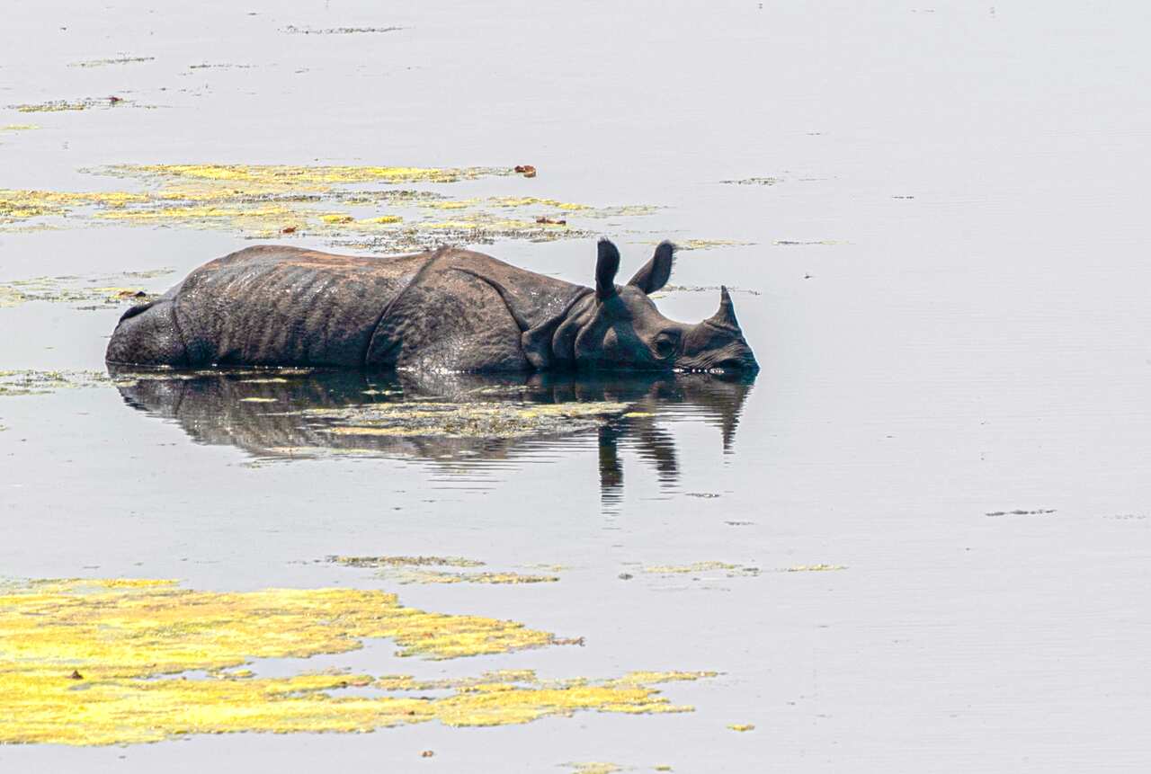 Previously established as the Royal Karnali Wildlife Reserve in 1976 the Baridiya National park is also one of the biggest national parks in Southern belt of Nepal and famous for Royal Bengal tiger sighting. (AP Photo/Niranjan Shrestha)