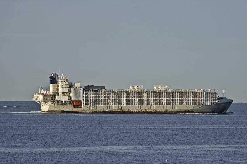 the 11,947-ton Gulf Livestock 1 cargo vessel sails through Port Phillip heading into Bass Strait off Australia's Victoria state coast, Australia. 