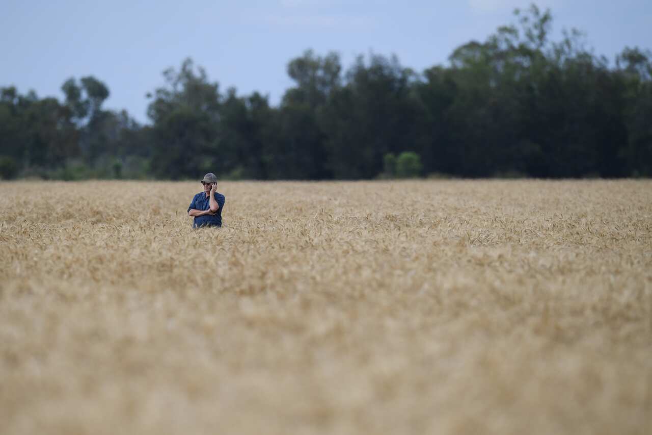 The wheat harvest gets under way on the property of grain producer Matthew Madden (pictured) near Moree, Tuesday, November 2, 2021. Wheat crops across regional New South Wales are producing record yields with labour shortages a concern to farmers. 