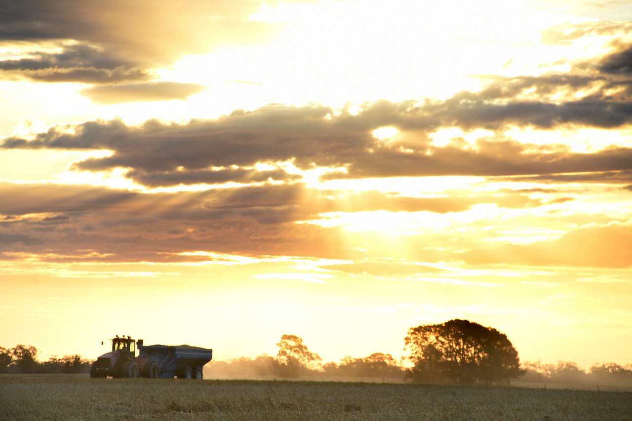 The wheat harvest gets under way on the property of grain producer Matthew Madden near Moree, Tuesday, November 2, 2021. Wheat crops across regional New South Wales are producing record yields with labour shortages a concern to farmers.