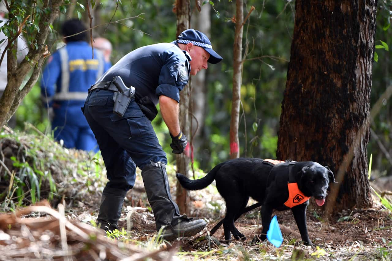 A police cadaver dog is seen in an area of bush, 1km from the former home of William Tyrrells foster grandmother in Kendall, mid north coast of NSW, Wednesday, November 17, 2021. NSW Police are investigating new theories about the mysterious disappearance