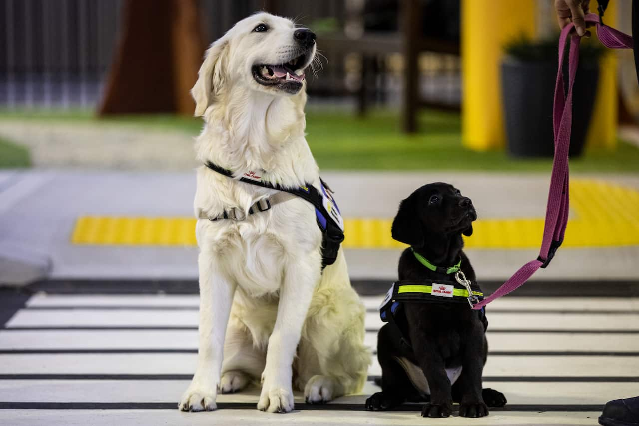 Janey (left) and Aggie, Labrador in training from Seeing Eye Dogs at Vision Australia’s training facility in Melbourne, Friday, June 24, 2022. (AAP Image/Diego Fedele) NO ARCHIVING