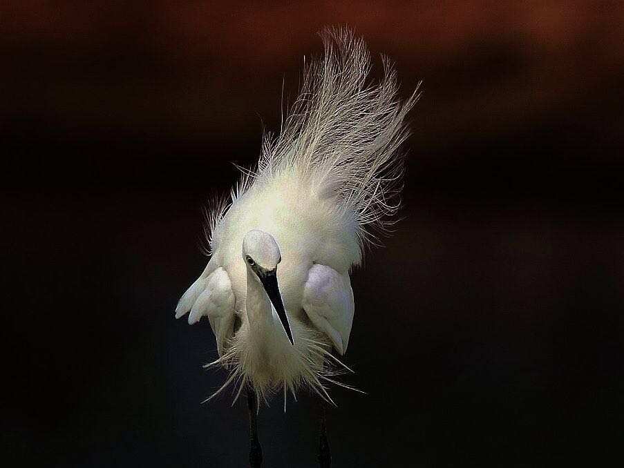 Mr.Feng and his paintings, photographs