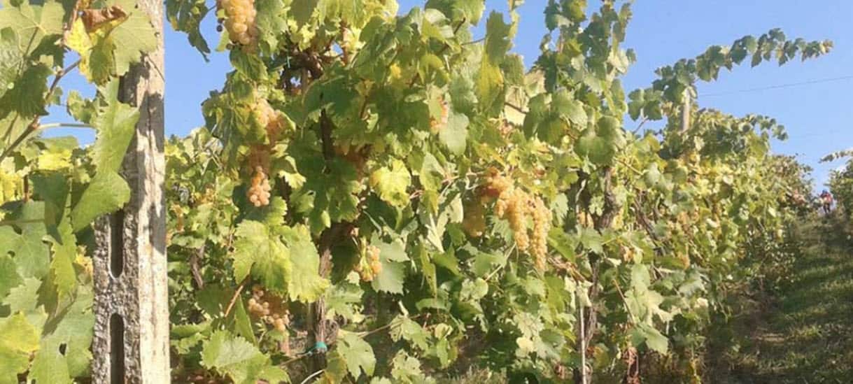 DeliciarumWinesandFood
